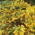 Aesculus parviflora automne
